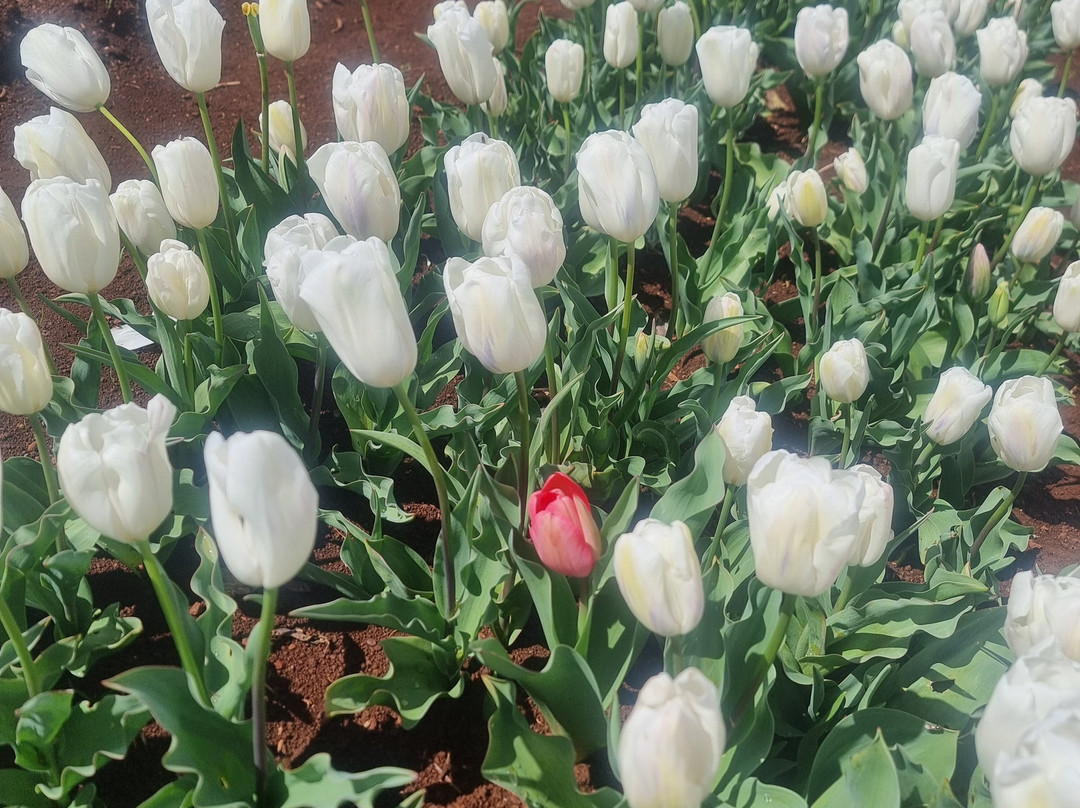 Table Cape Tulip Farm-温耶德必去景点