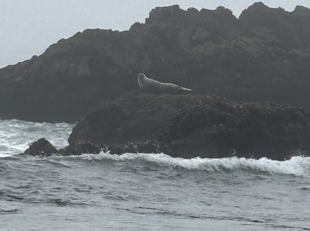 Shell Beach Bodega Bay-博德加湾必去景点