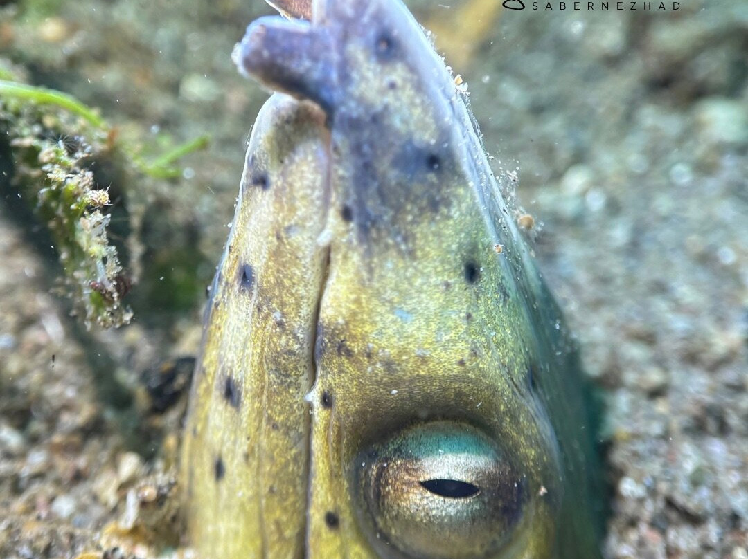 All In Aquatic Adventures Inc.-桑博安吉塔必去景点
