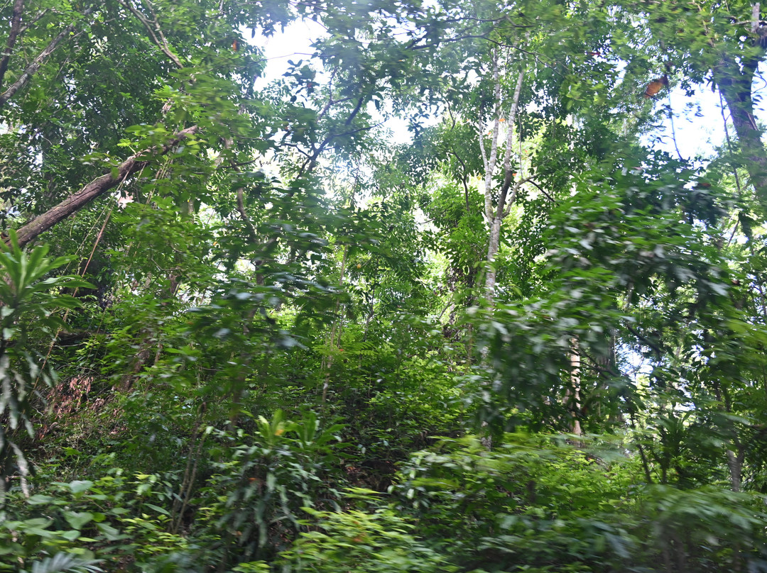 Fern Gully-奥乔里奥斯必去景点