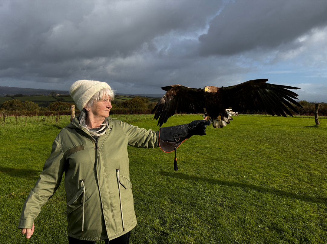 The British Bird of Prey Centre-喀麦登必去景点