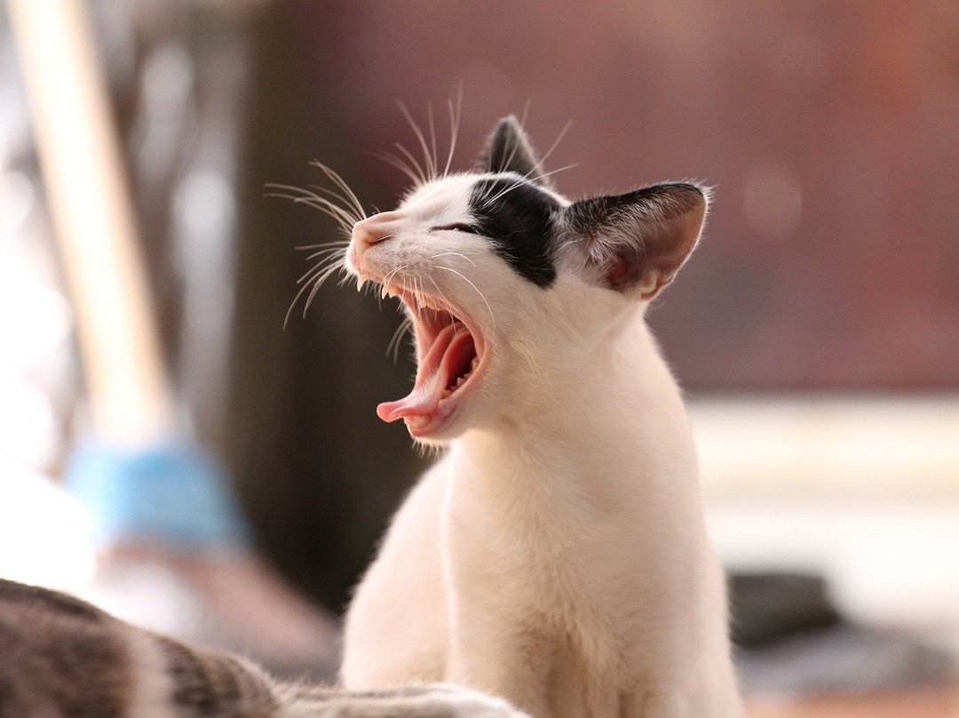 Cat inn Neko