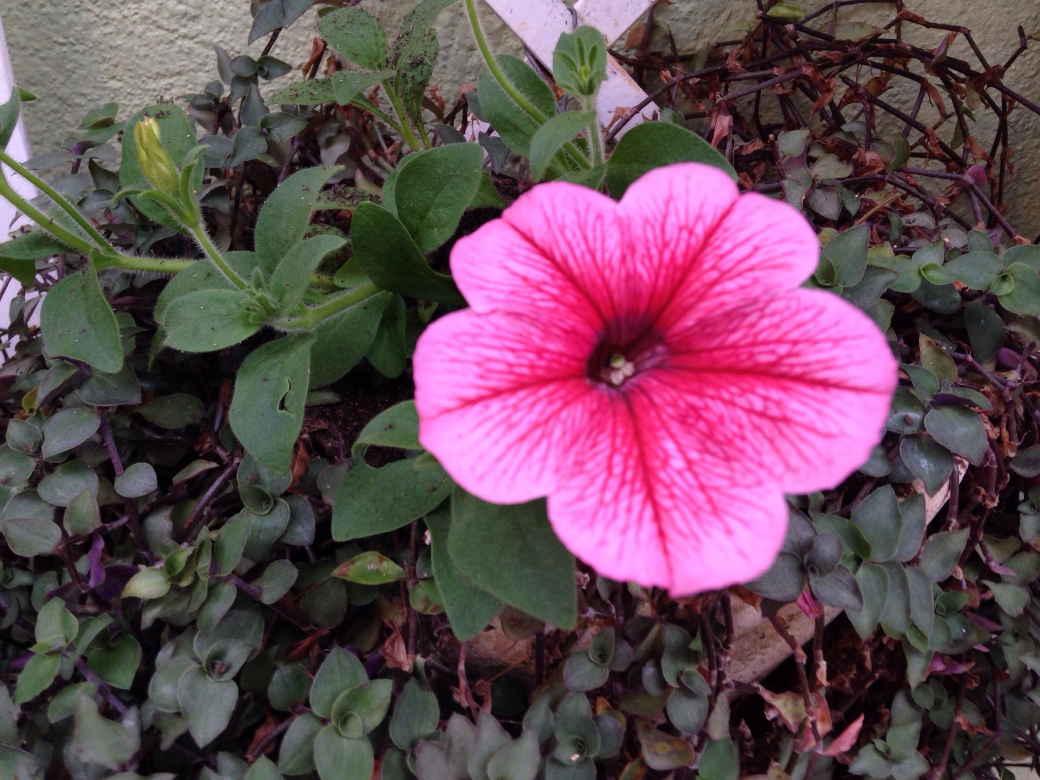 Motel Le Monde-客卧