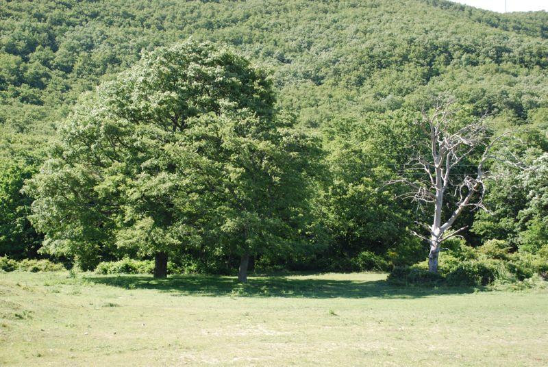 Accadia旅游景点-Bosco Paduli