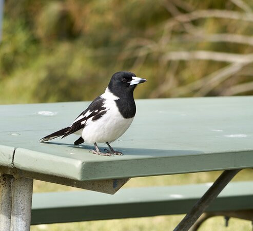 Gir-um-bit National Park景点图片