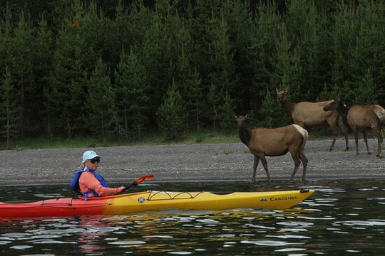 Kayak Yellowstone-西黄石镇必去景点