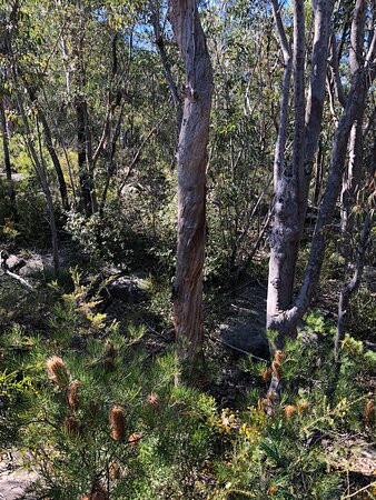 Lalor Drive Trail景点图片
