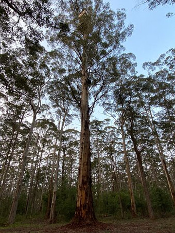 Diamond Tree-Manjimup必去景点