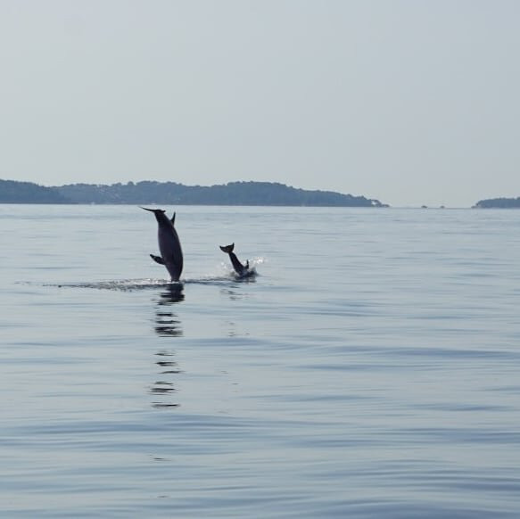 Dolphin Watching Rovinj-罗维尼必去景点