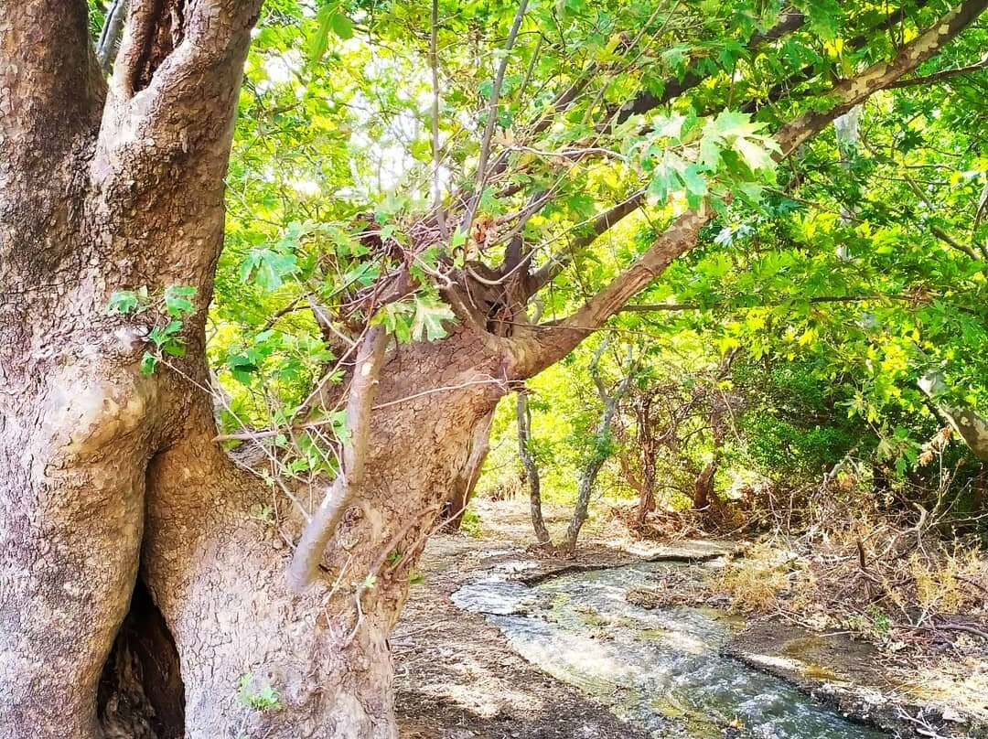 Alternative Crete-雷斯蒙必去景点