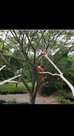 Adventours & Excursions Jamaica景点图片