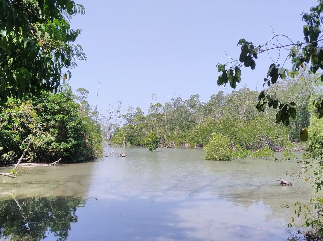 Mangrove Forest景点图片