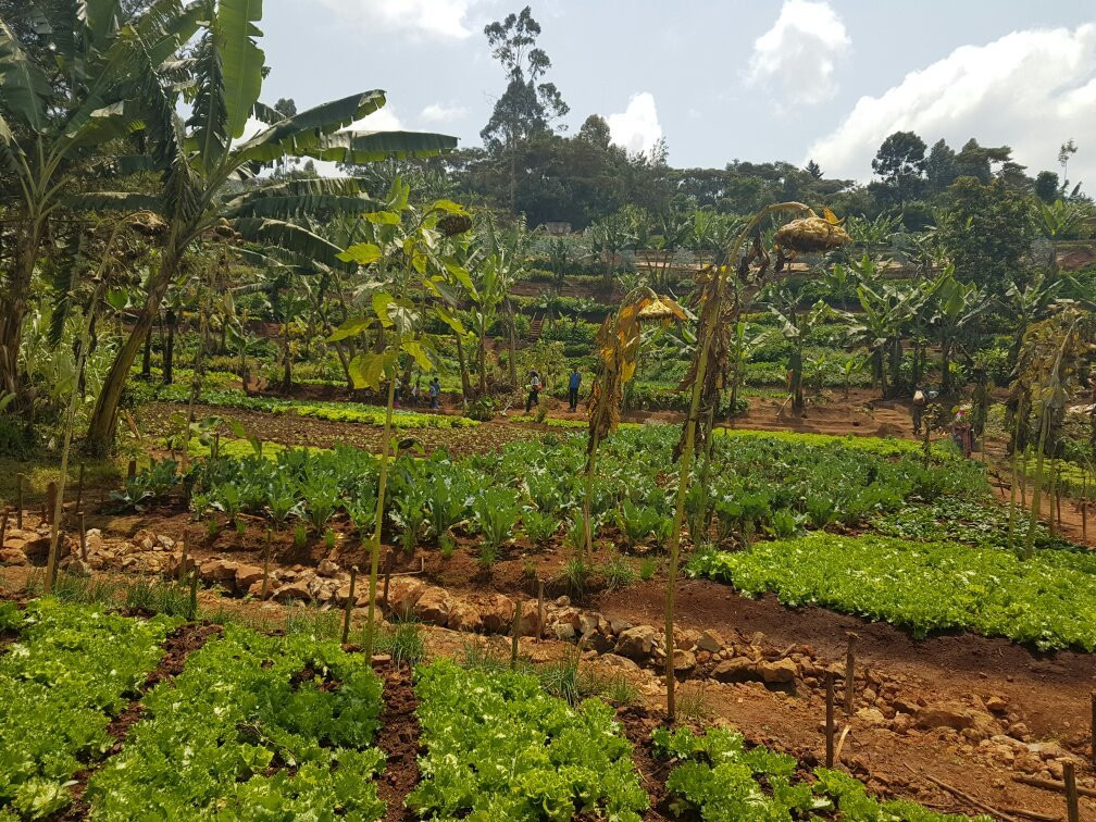 Mlango Farm-黎木鲁必去景点