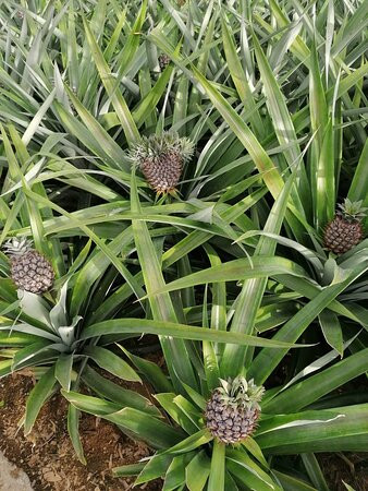 Herdade do Ananas主图