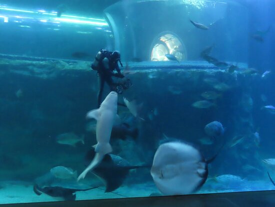 Aqua Planet Yeosu-丽水市必去景点