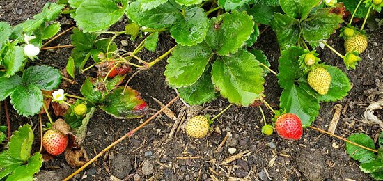 King's Garden-Ticonderoga必去景点