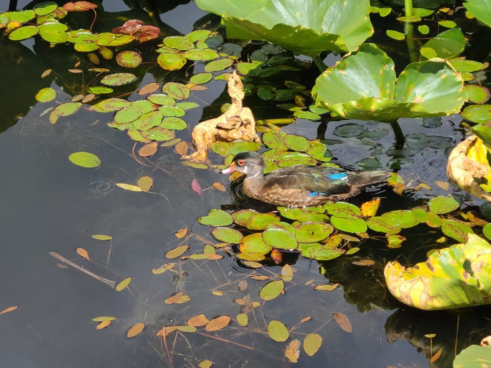 Mclane Creek Nature Trail景点图片