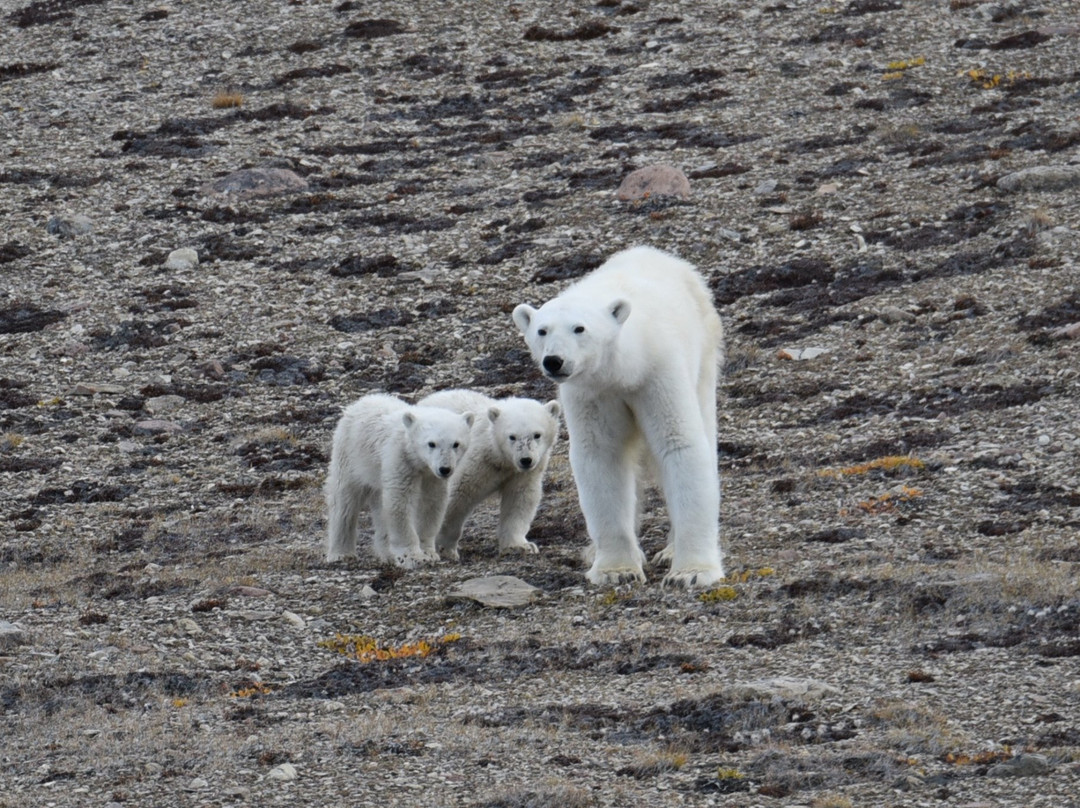 Ellesmere Island-Nunavut必去景点