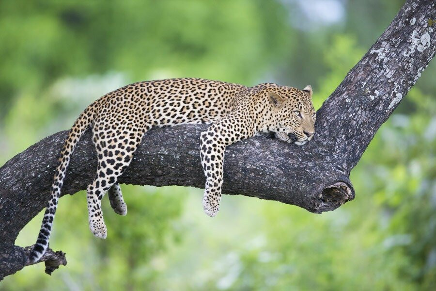 6 Night 7 Days South Luangwa National Park