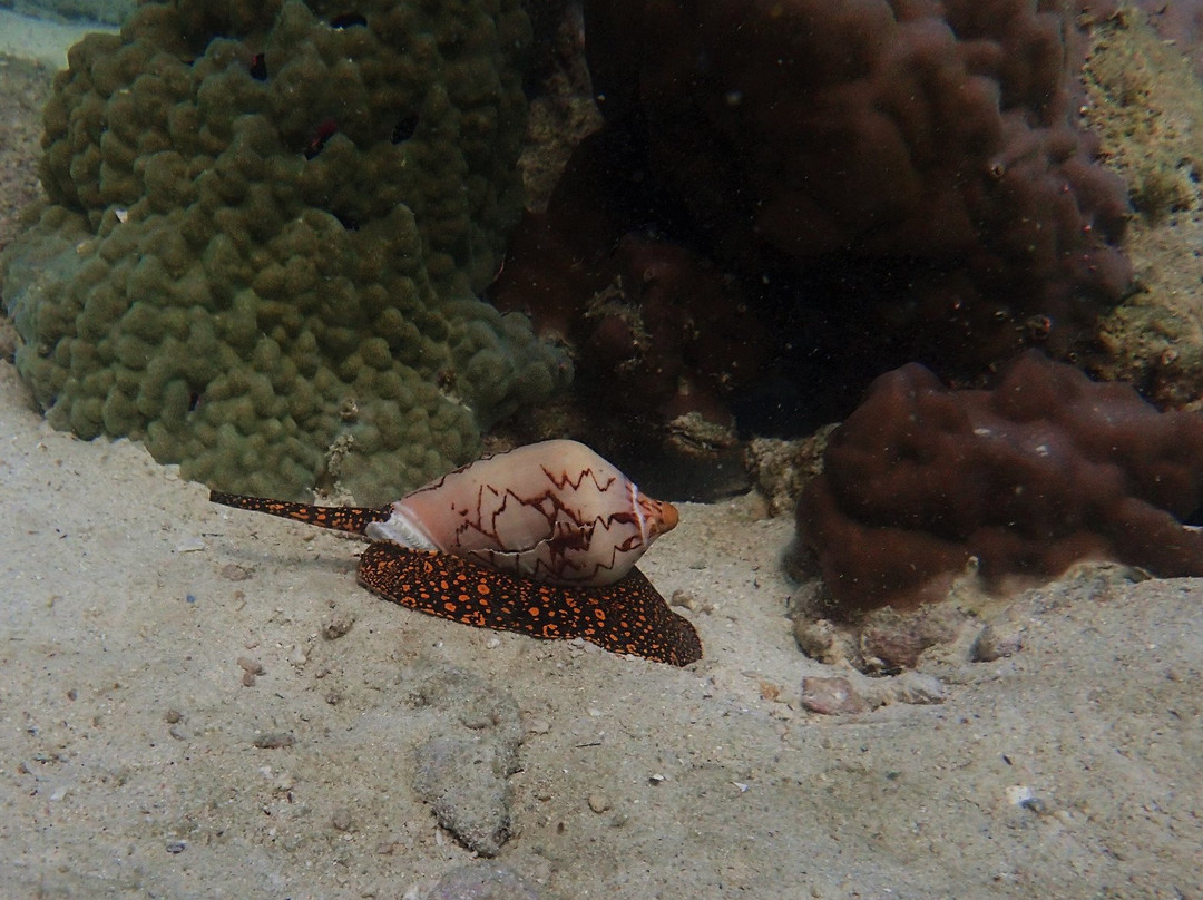 Scuba Diving Pattaya景点图片