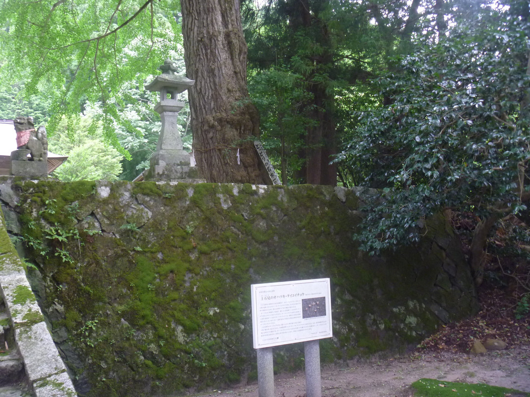 Kamiiwami Gingko Tree Forest