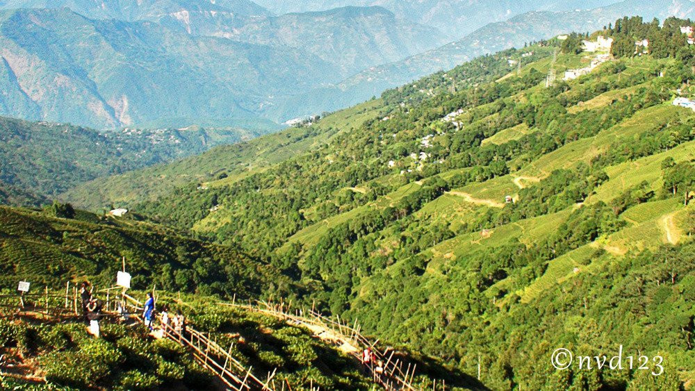 Tea Garden View景点图片