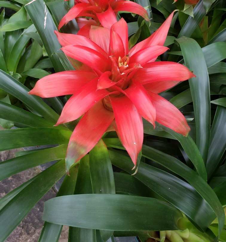 Arabotânica-特雷索波利斯必去景点