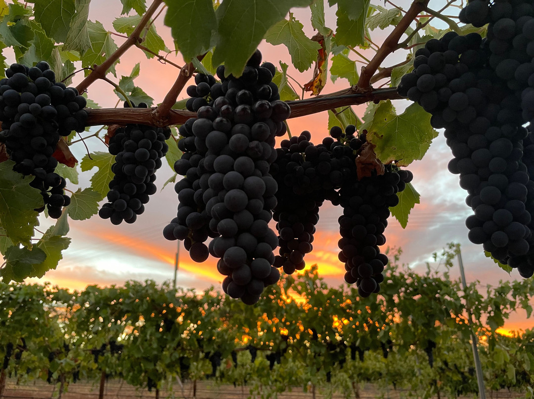 Jim Barry Wines-克莱尔必去景点