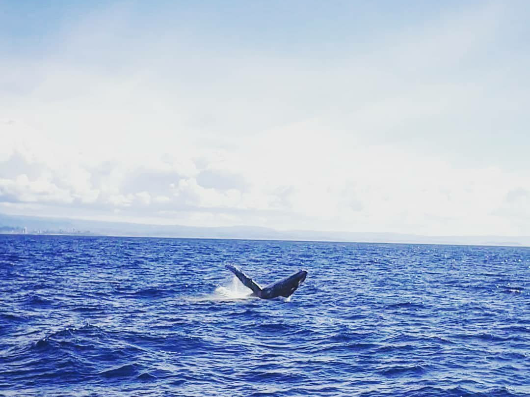 Coolangatta Whale Watch-堤维德岬必去景点