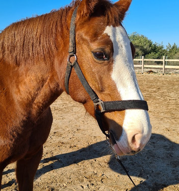 Saddle Club Zadar Horseback Riding Centre-扎达尔必去景点