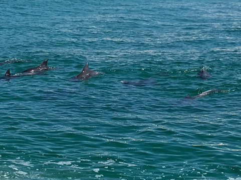 Amaroo Cruises-福斯特必去景点