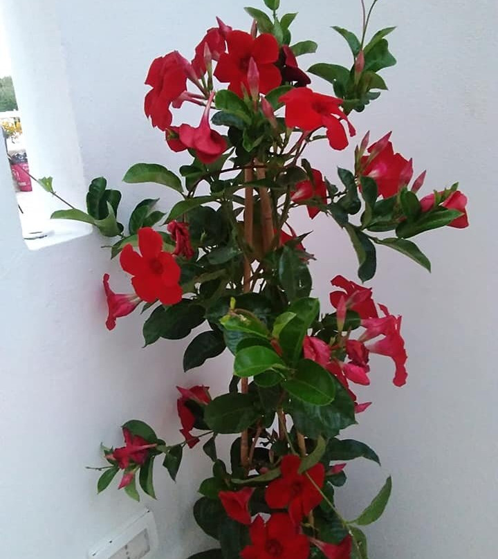 Dimora San Quirico - Rooms & Food主图