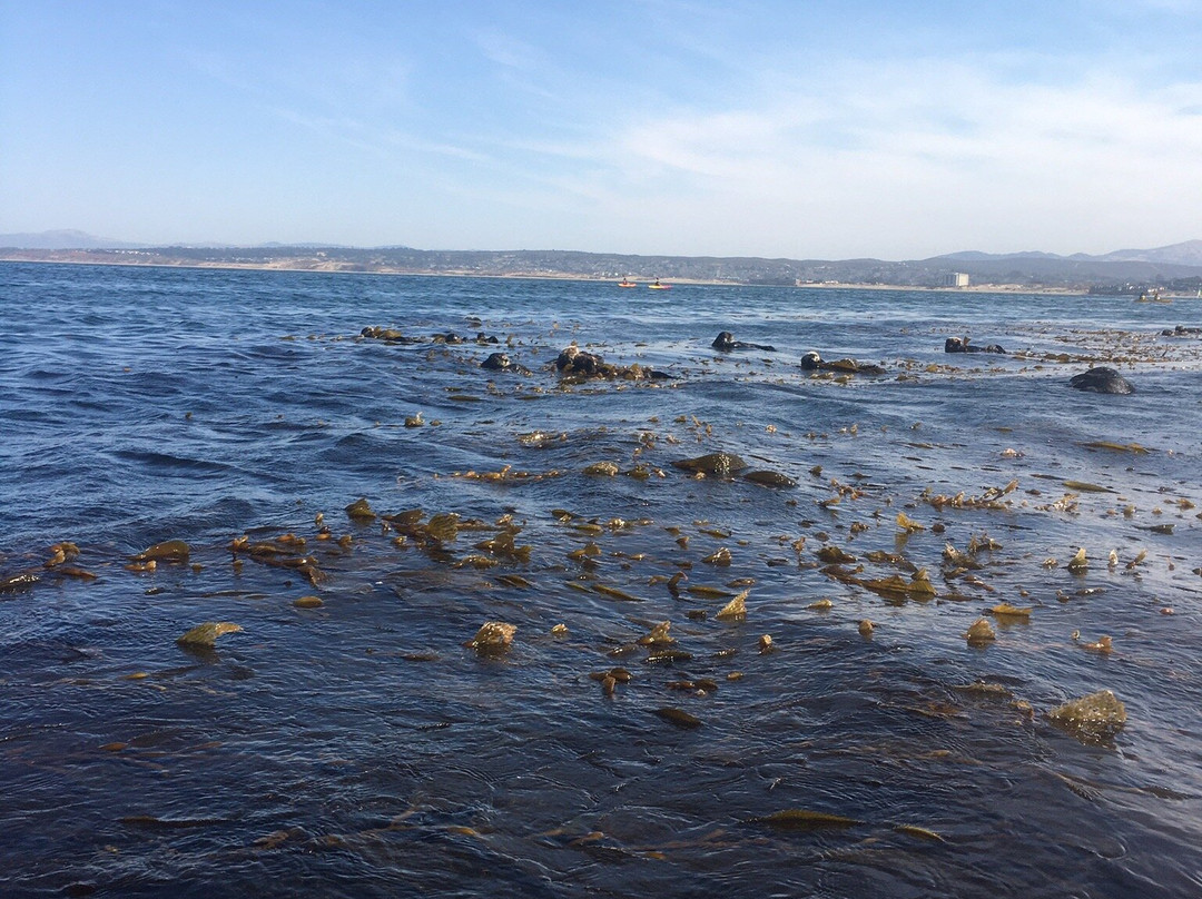 Adventures by the Sea-蒙特雷必去景点