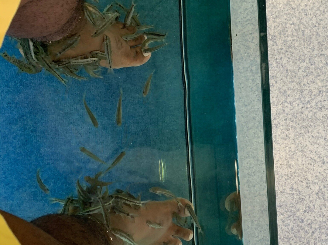 Fish Me