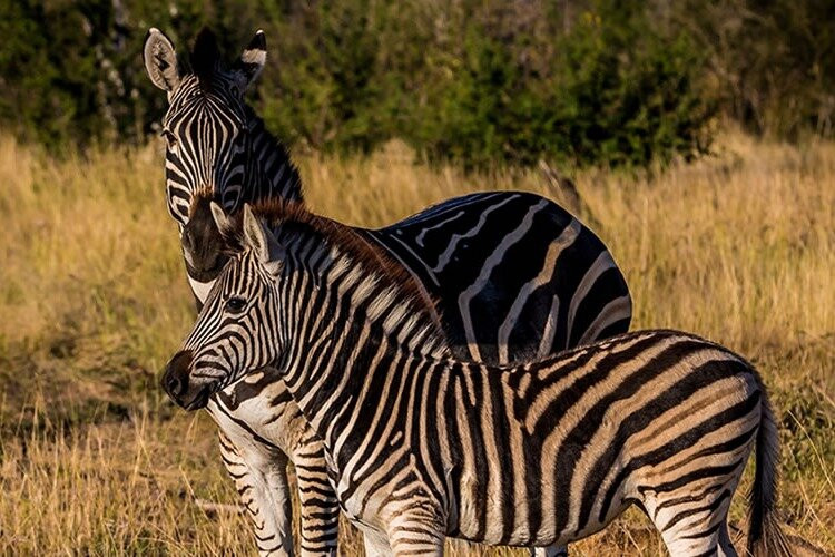 Loyal Tours & Safaris-Kinigi必去景点