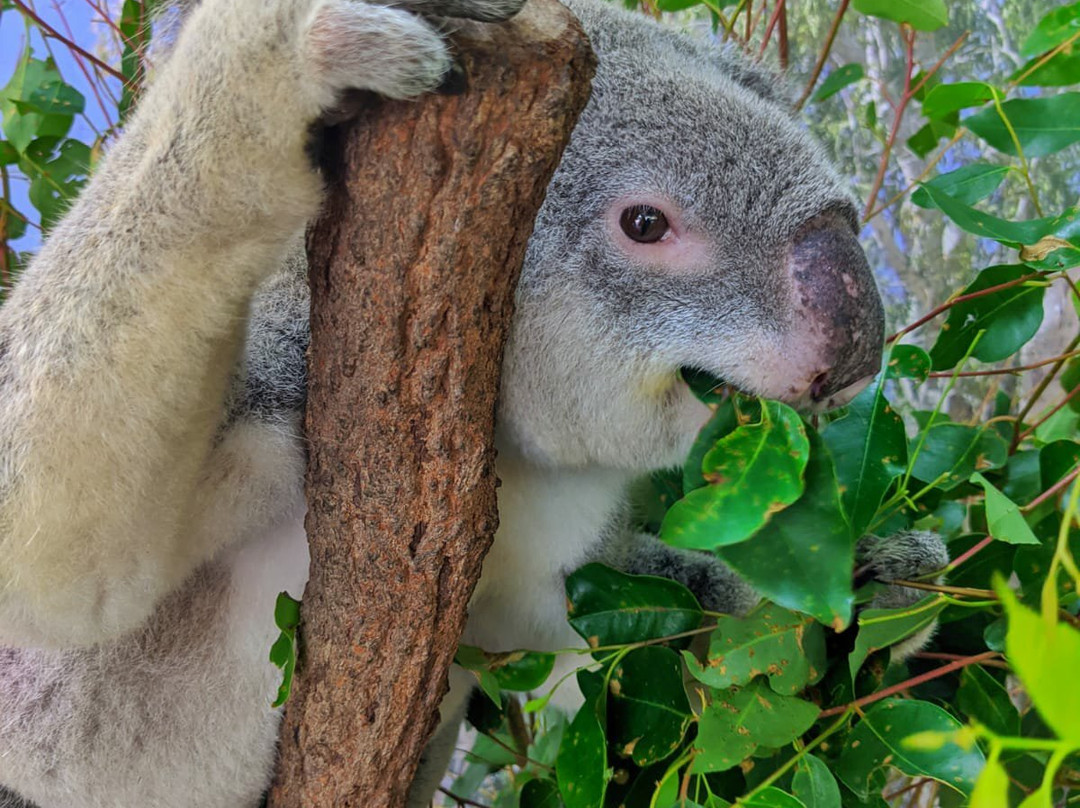Kuranda Koala Gardens-库兰达必去景点