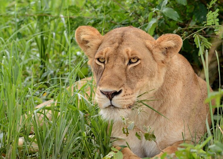 Great Nest Image Safaris Ltd-恩德培必去景点