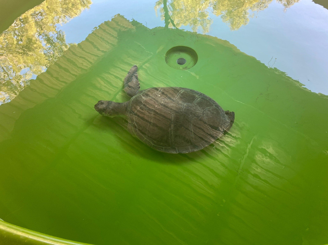 The Kaptan June Sea Turtle Conservation Foundation景点图片