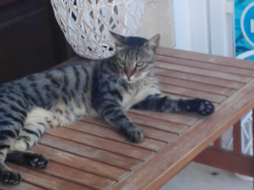 Fish Spa Center-帕诺尔莫斯必去景点