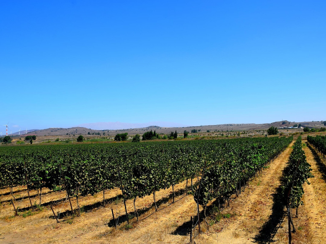 Gazelle - 4x4 Geopolitical Tours - Erez Zukerman-Merom Golan必去景点