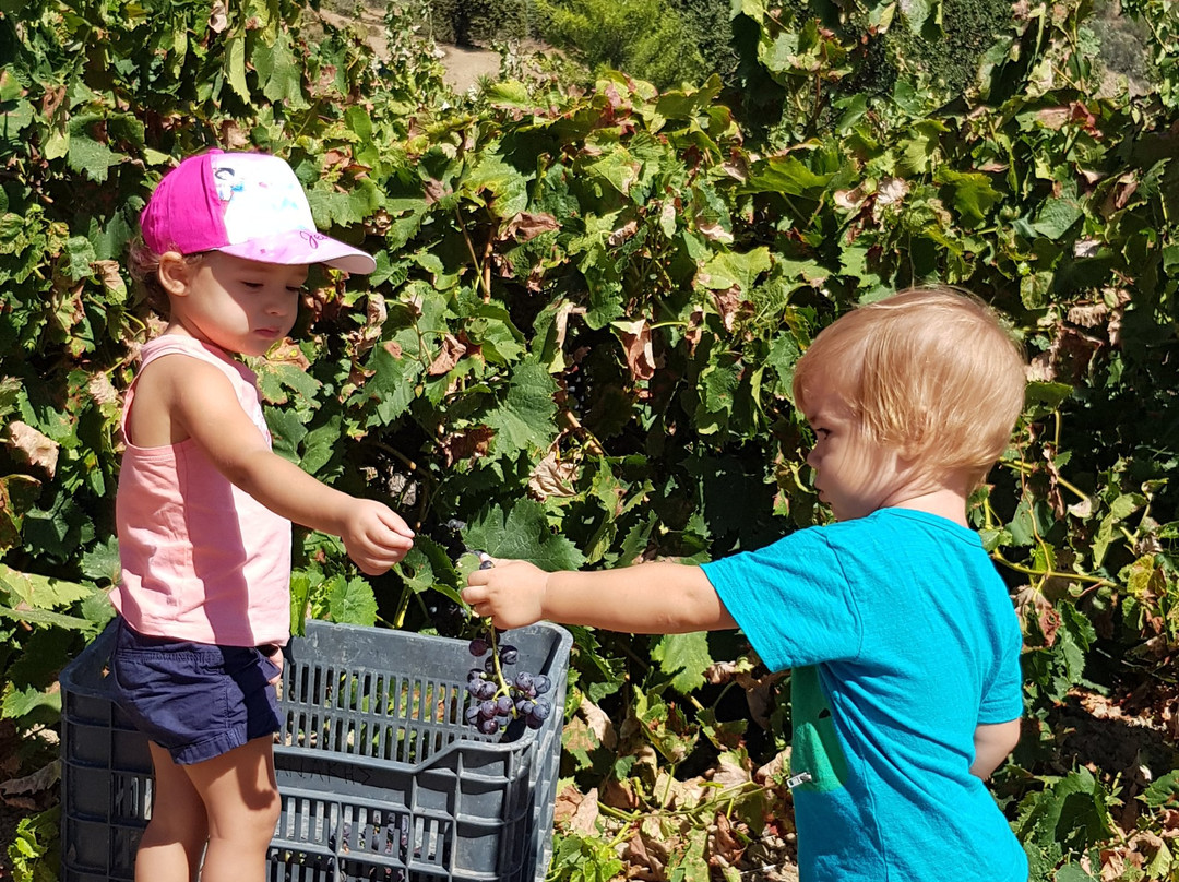 Kazani Zargianakis Distillery-Prinias必去景点