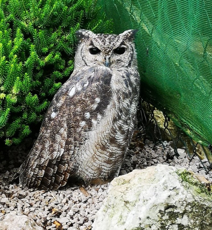 Bodafon Farm Park-兰迪德诺必去景点