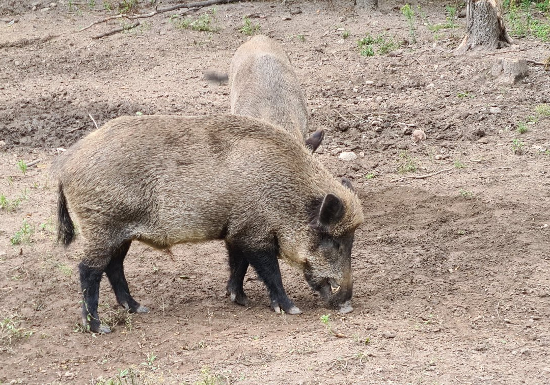 European Bison Reservation-Bialowieza必去景点