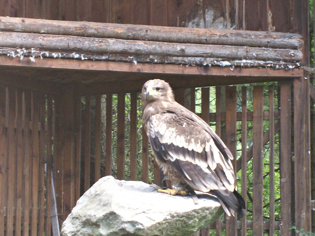 Greifvogelpark景点图片
