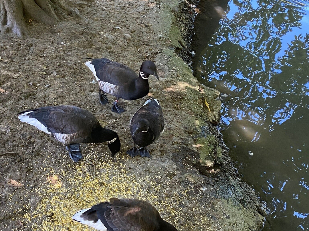 Associazione Centro Cicogne E Anatidi-Racconigi必去景点