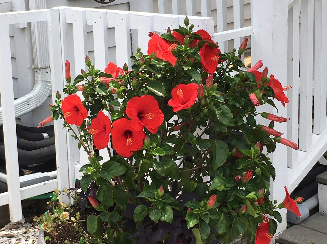 The National Hotel主图