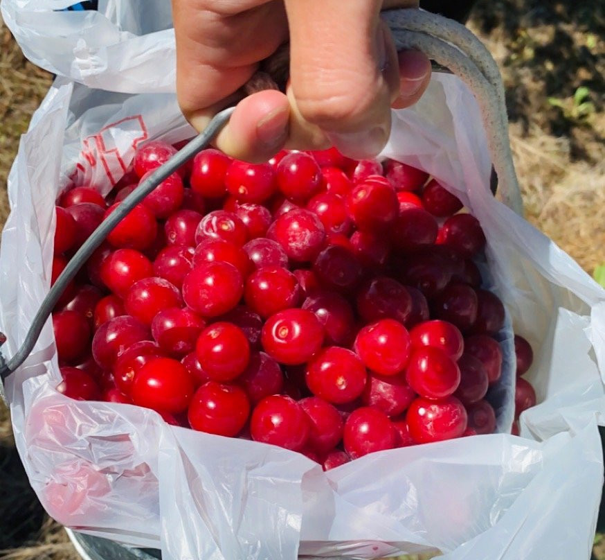 Choice Orchards-斯特金贝必去景点