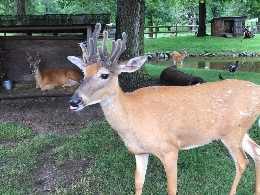 FAWN DOE ROSA Wildlife Educational Park景点图片