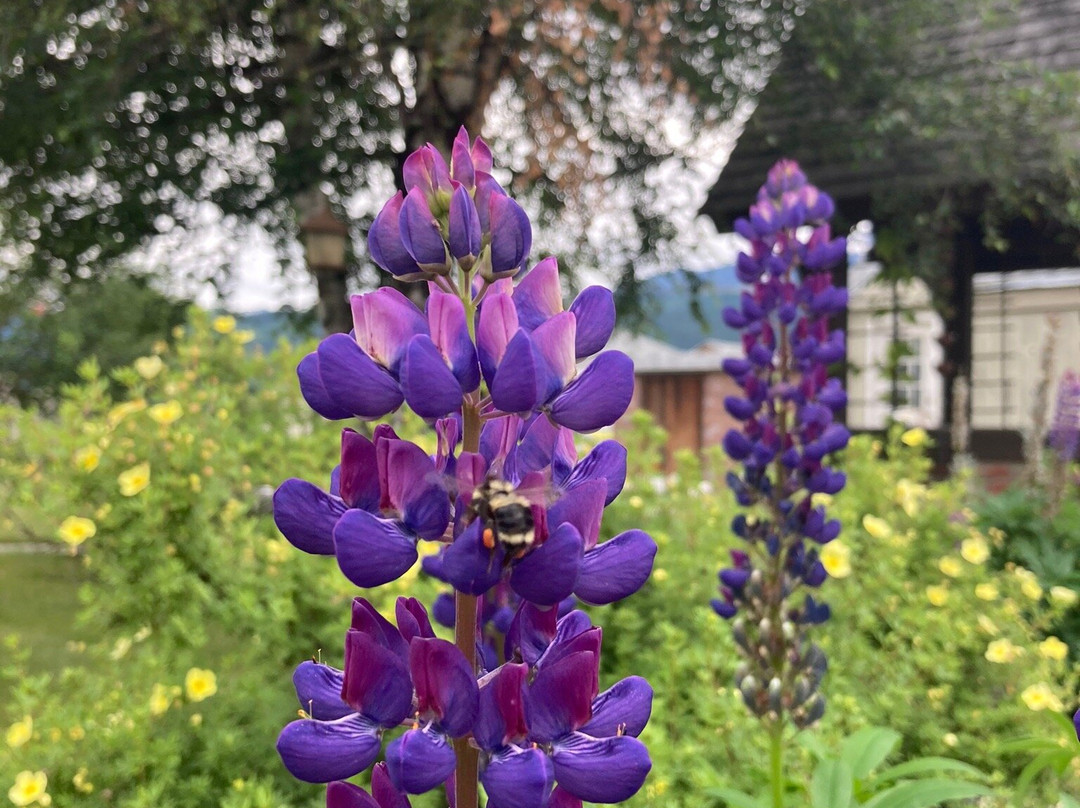 Rose Cottage Bed & Breakfast主图