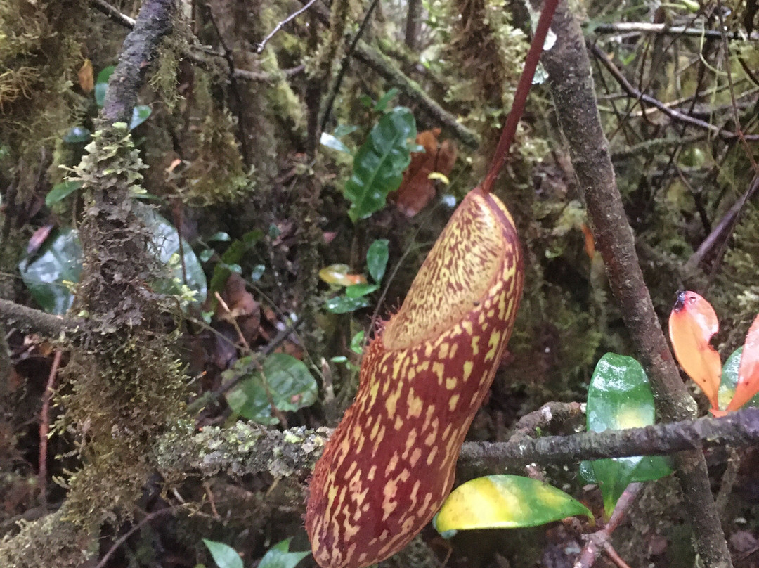 Gunung Irau (Mount Irau)-碧兰璋必去景点